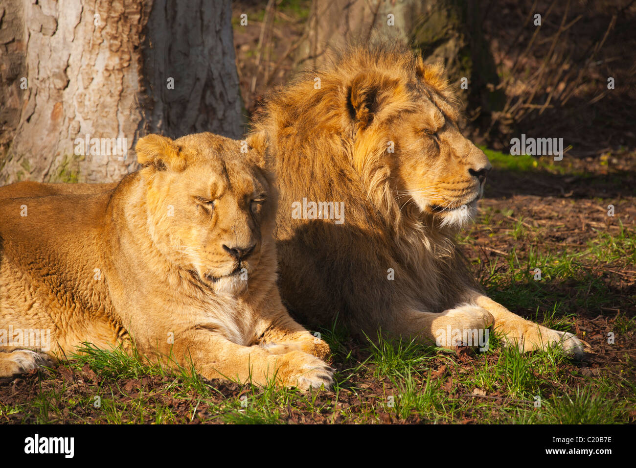 Le zoo de Chester, Cheshire, Angleterre, Février, 2011 Banque D'Images