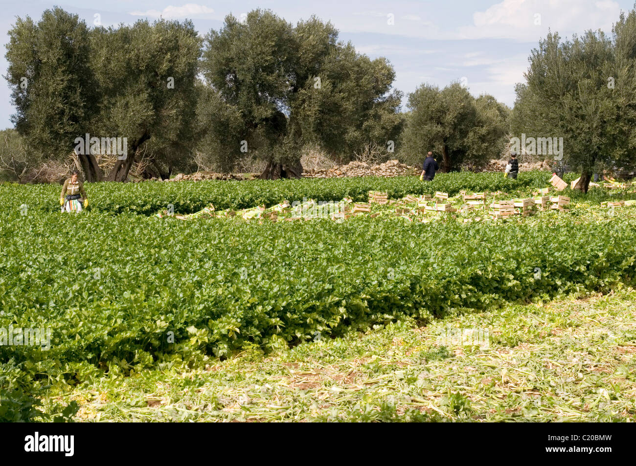 Le céleri les plantes croissant dans la récolte des champs de ferme d'élevage l'agriculture cultures crisp frais croquant croustillant produisent des aliments Aliments italie italien Banque D'Images