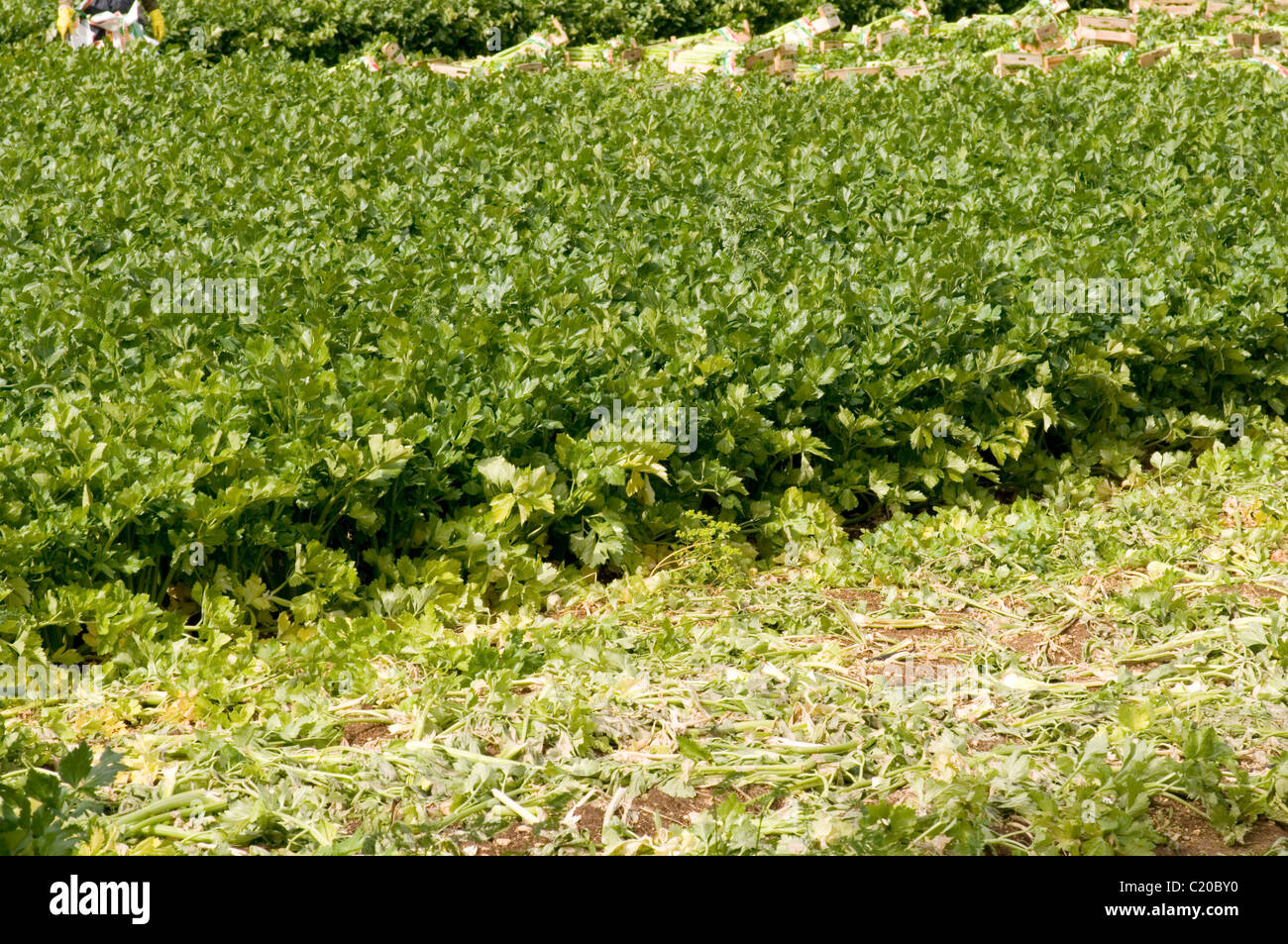 Le céleri les plantes croissant dans la récolte des champs de ferme d'élevage l'agriculture cultures crisp frais croquant croustillant produisent des aliments Aliments italie italien Banque D'Images