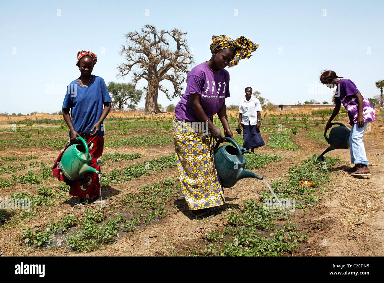 Les femmes qui travaillent dans leur potager, Sénégal Banque D'Images