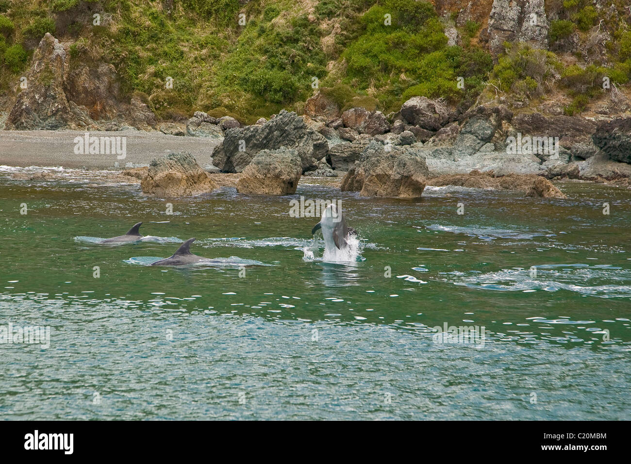 Jouer les dauphins de Bay of Islands, New Sealand Banque D'Images