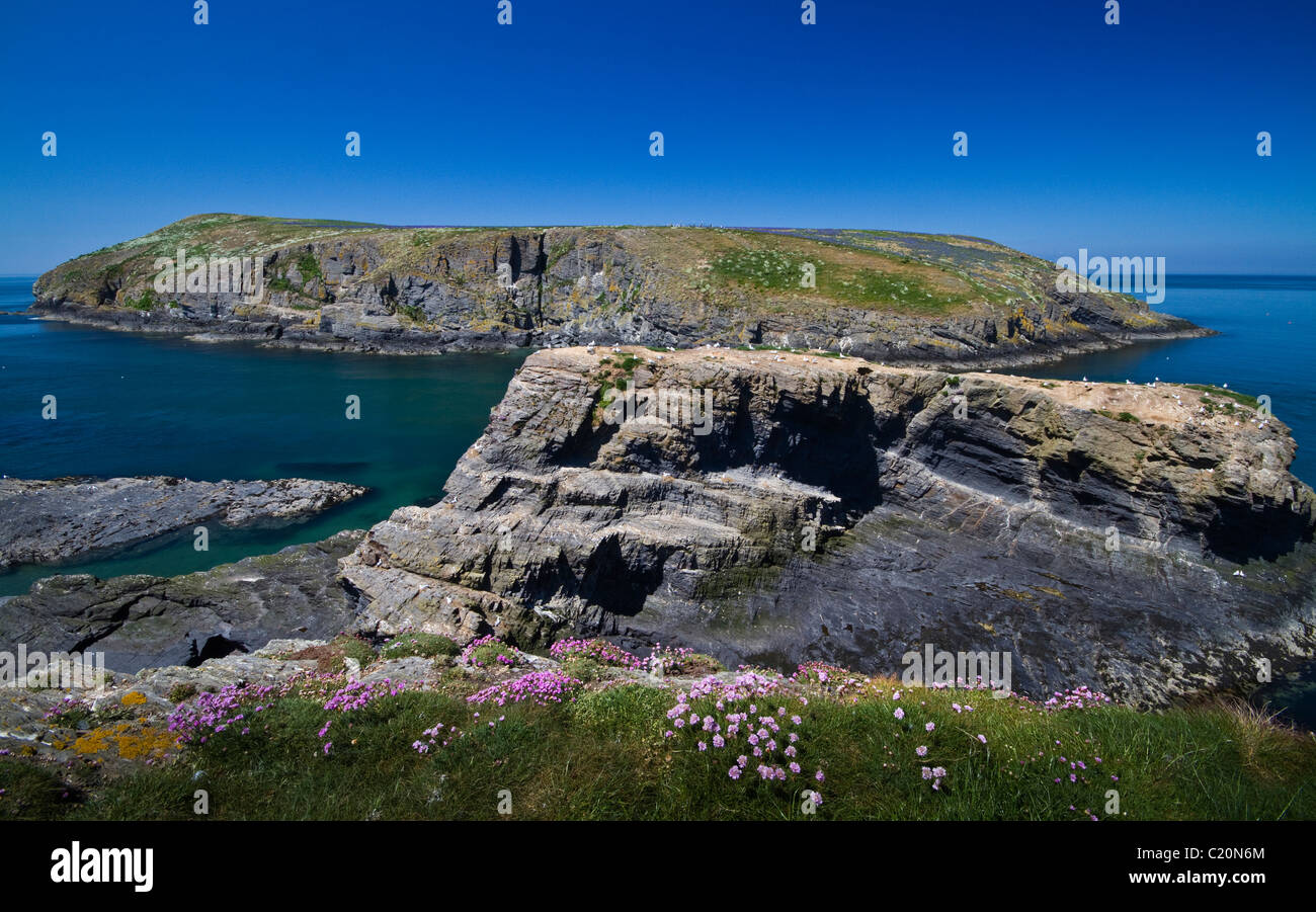 La baie de Cardigan, l'île de Cardigan, Ceredigion, North West Wales UK Banque D'Images