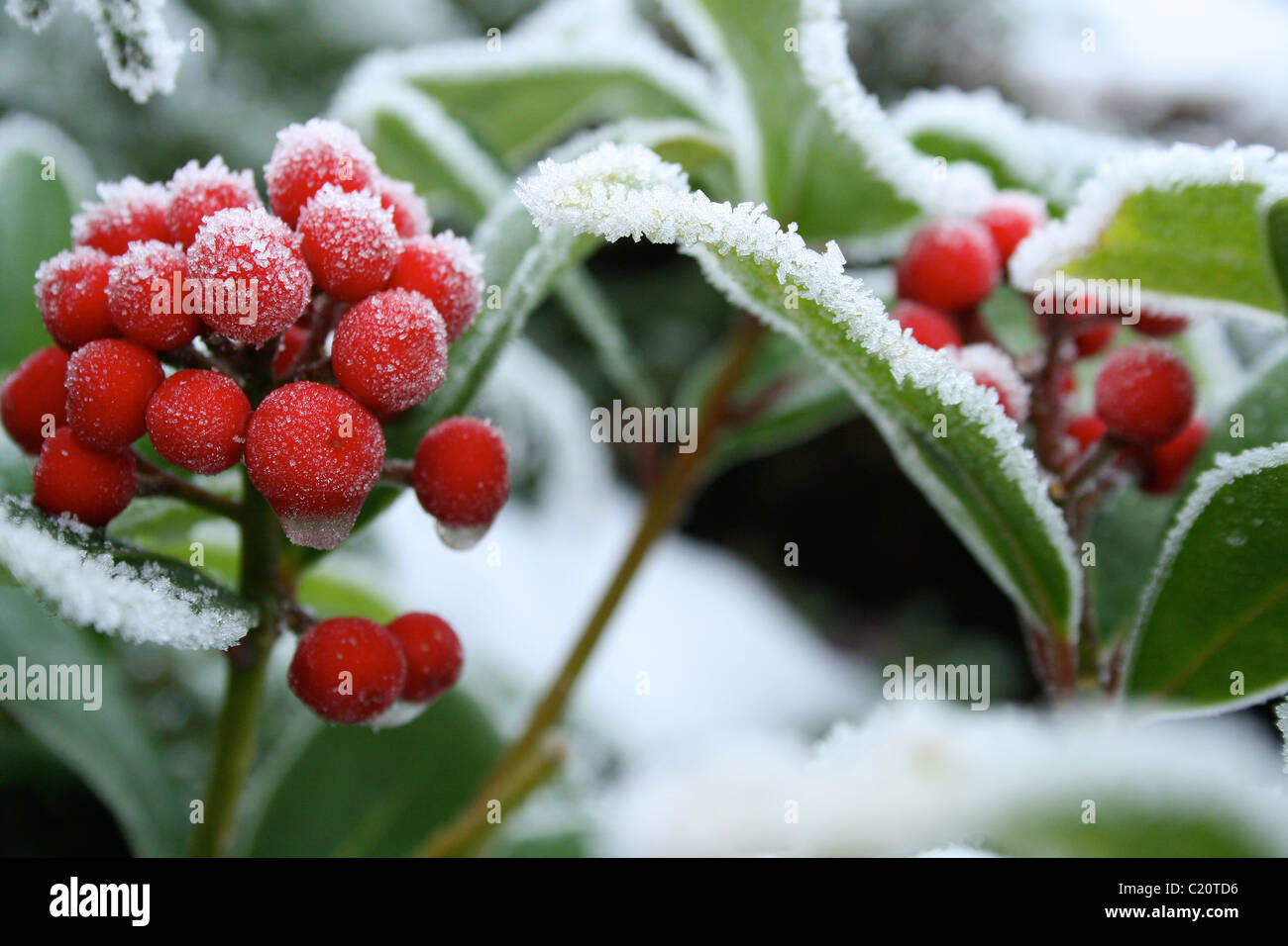 BUTCHER'S BROOM [Ruscus aculeatus] Banque D'Images