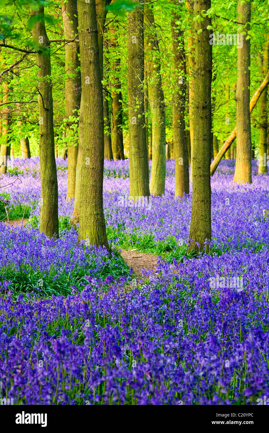 Bluebells(Hyacinthoides non-script) en hêtre (Fagus sylvatica) bois, Hertfordshire, England, UK Banque D'Images