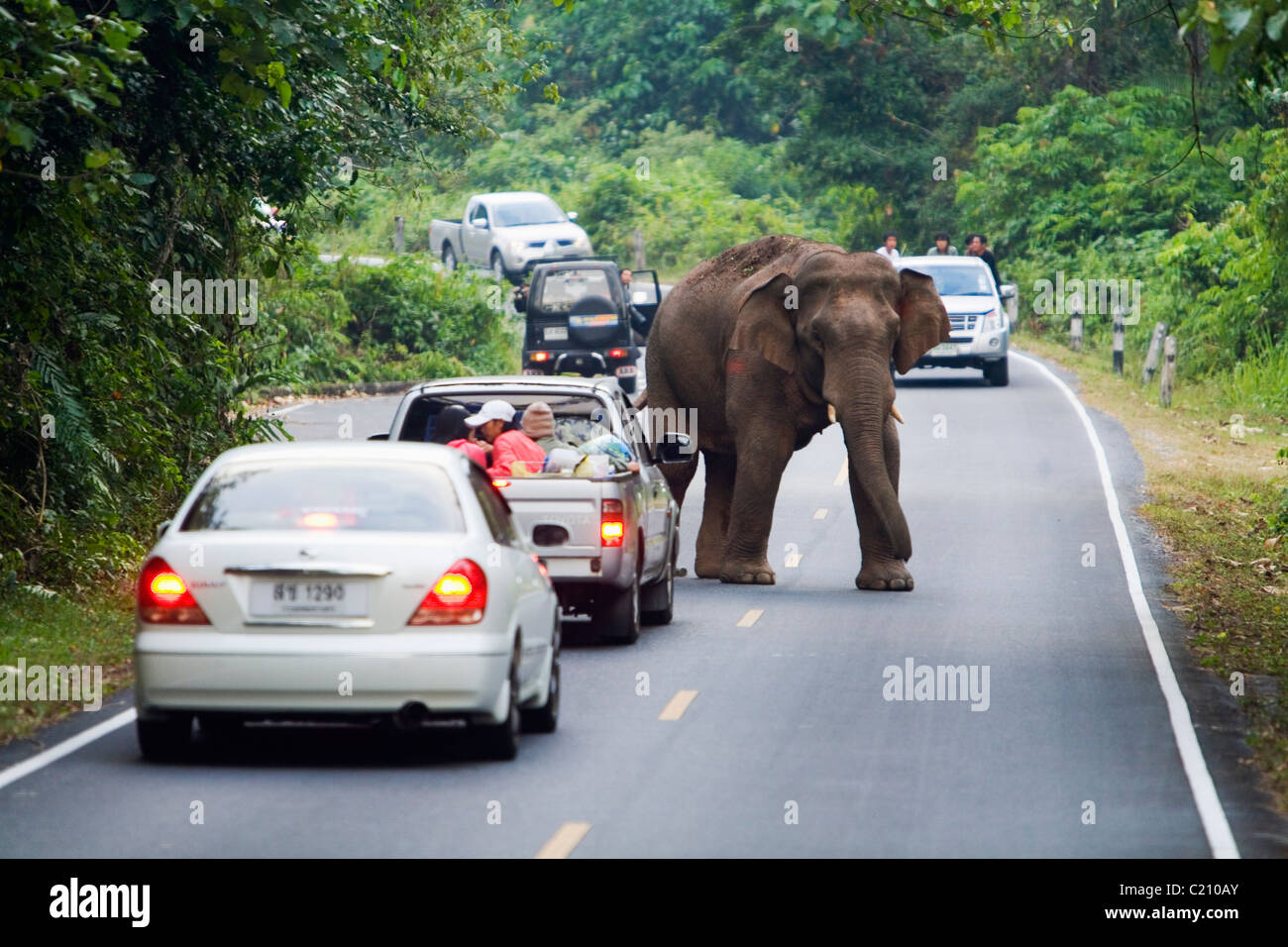 Un éléphant sauvage traverse une route dans le parc national Khao Yai. Khao Yai, Nakhon Ratchasima, Thaïlande Banque D'Images