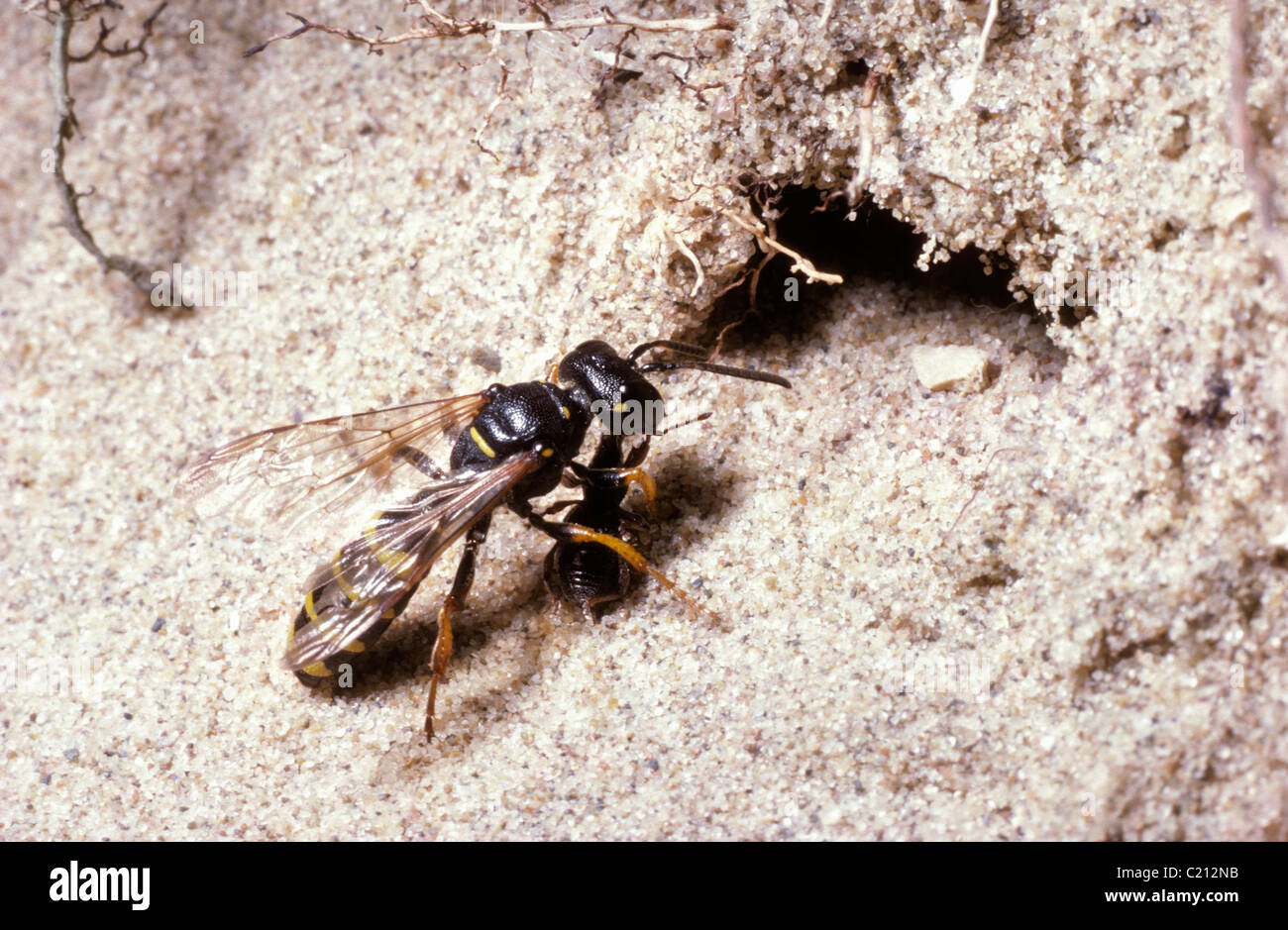 Cerf de sable-digger wasp Cerceris arenaria (femelle) en prenant un charançon paralysé dans son terrier dans une dune de sable, au Royaume-Uni. Banque D'Images