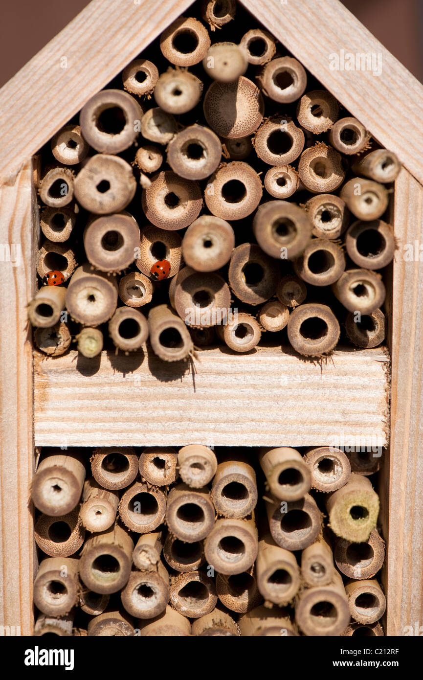 Deux Seven-Spot Coccinelles, Coccinella 7-punctata, sur un insecte house Banque D'Images