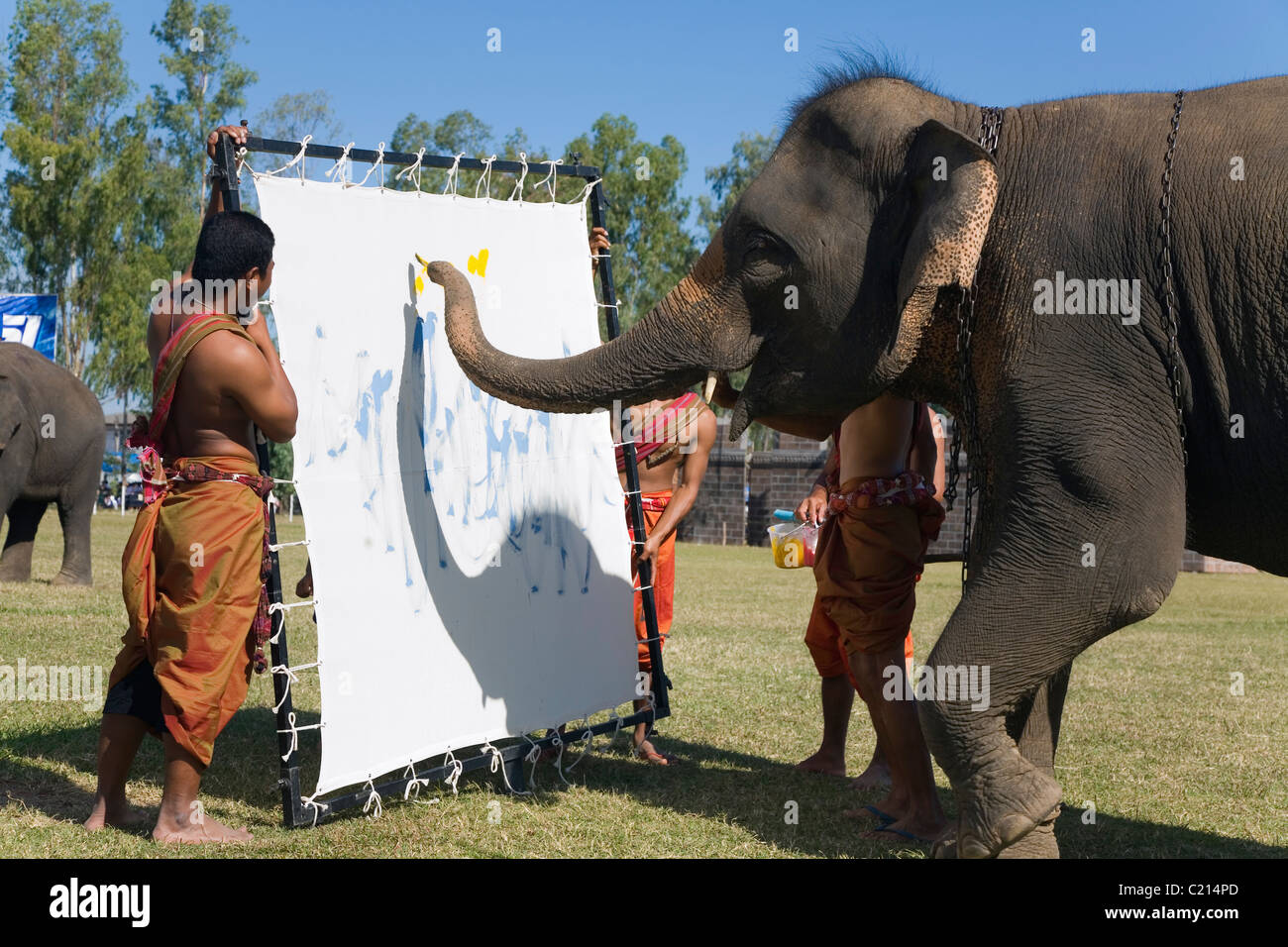 Un éléphant peint un tableau pendant l'éléphant Surin le Roundup. Surin Surin, province, Thailand Banque D'Images