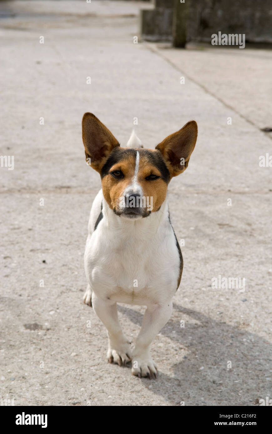Petit chien avec de grandes oreilles Photo Stock - Alamy
