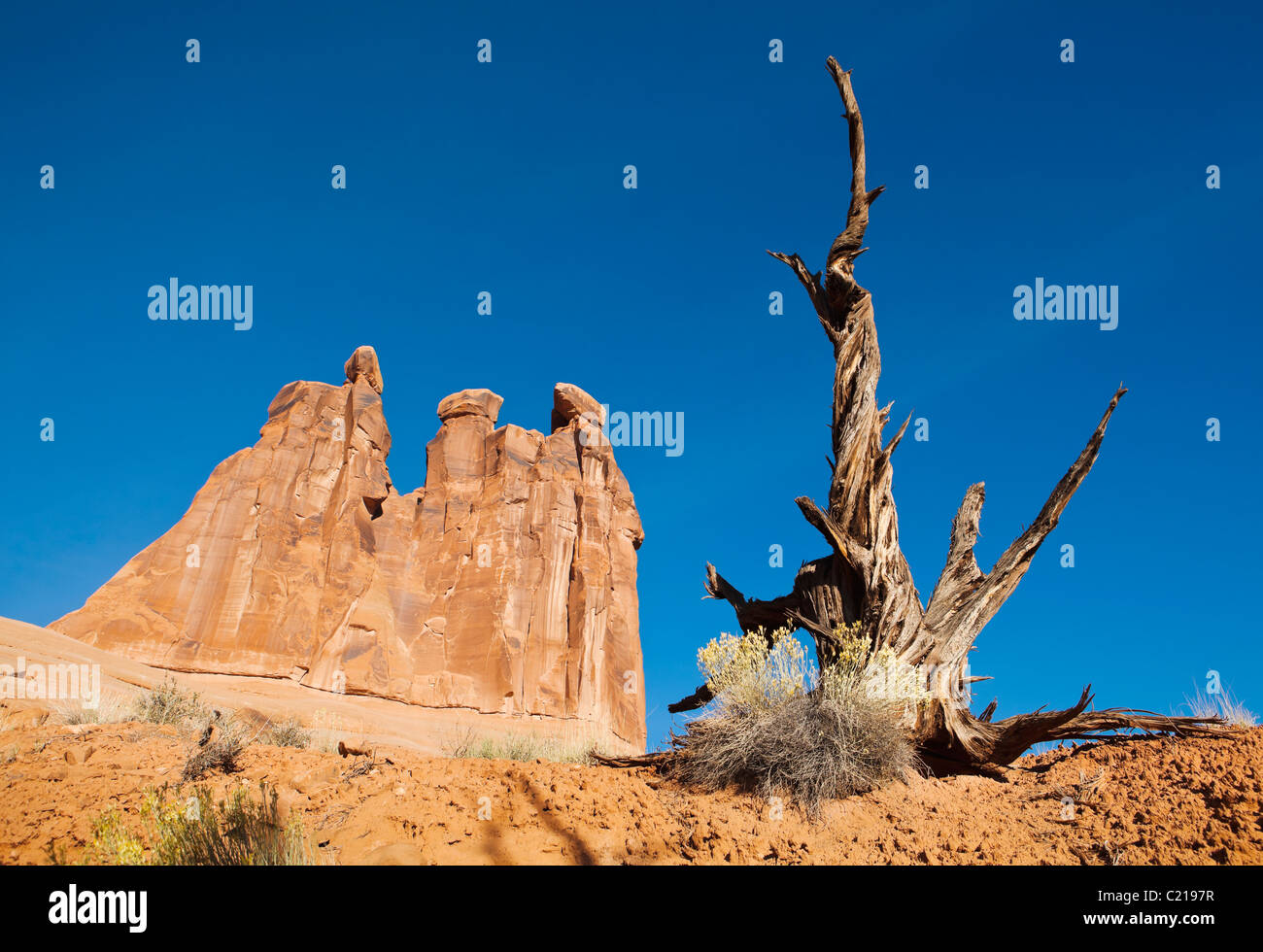 Un vieil arbre snag et la bigelovie puante sur un flanc de la macrobiotique, Arches National Park, Utah, USA. Banque D'Images