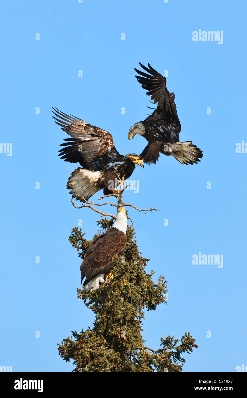 Pygargue à tête blanche juvénile deux combats au dominion dans un arbre haut comme un aigle mature regarde à Eagle River dans le sud de l'Alaska. Banque D'Images