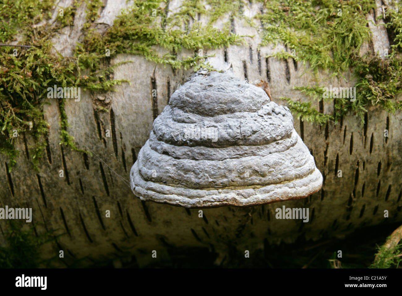 L'amadou, champignon Champignon Sabot Cheval, Amadou Polypore ou Ice Man, champignon Fomes fomentarius, Polyporaceae. Banque D'Images