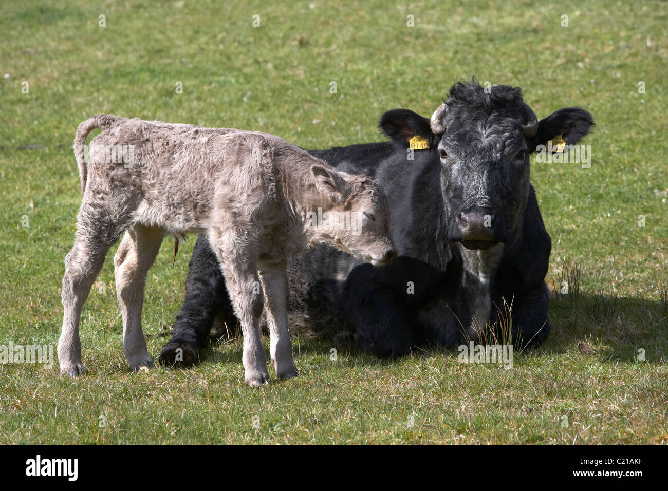 Vache et veau nouveau-né dans un champ en Irlande Banque D'Images