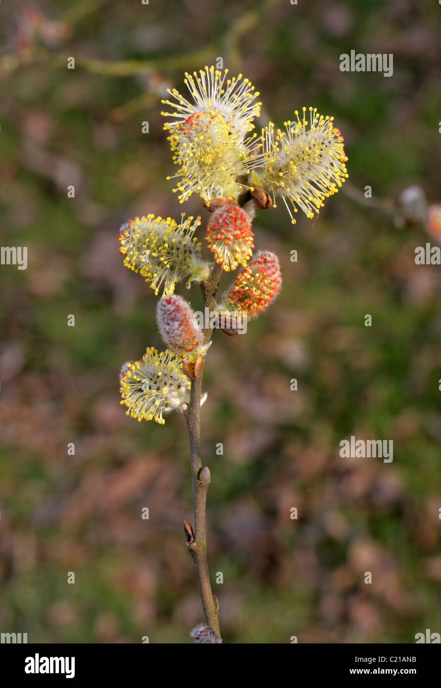 Willow, Salix purpurea Purple, Salicaceae. Chatons mâles en mars. Banque D'Images