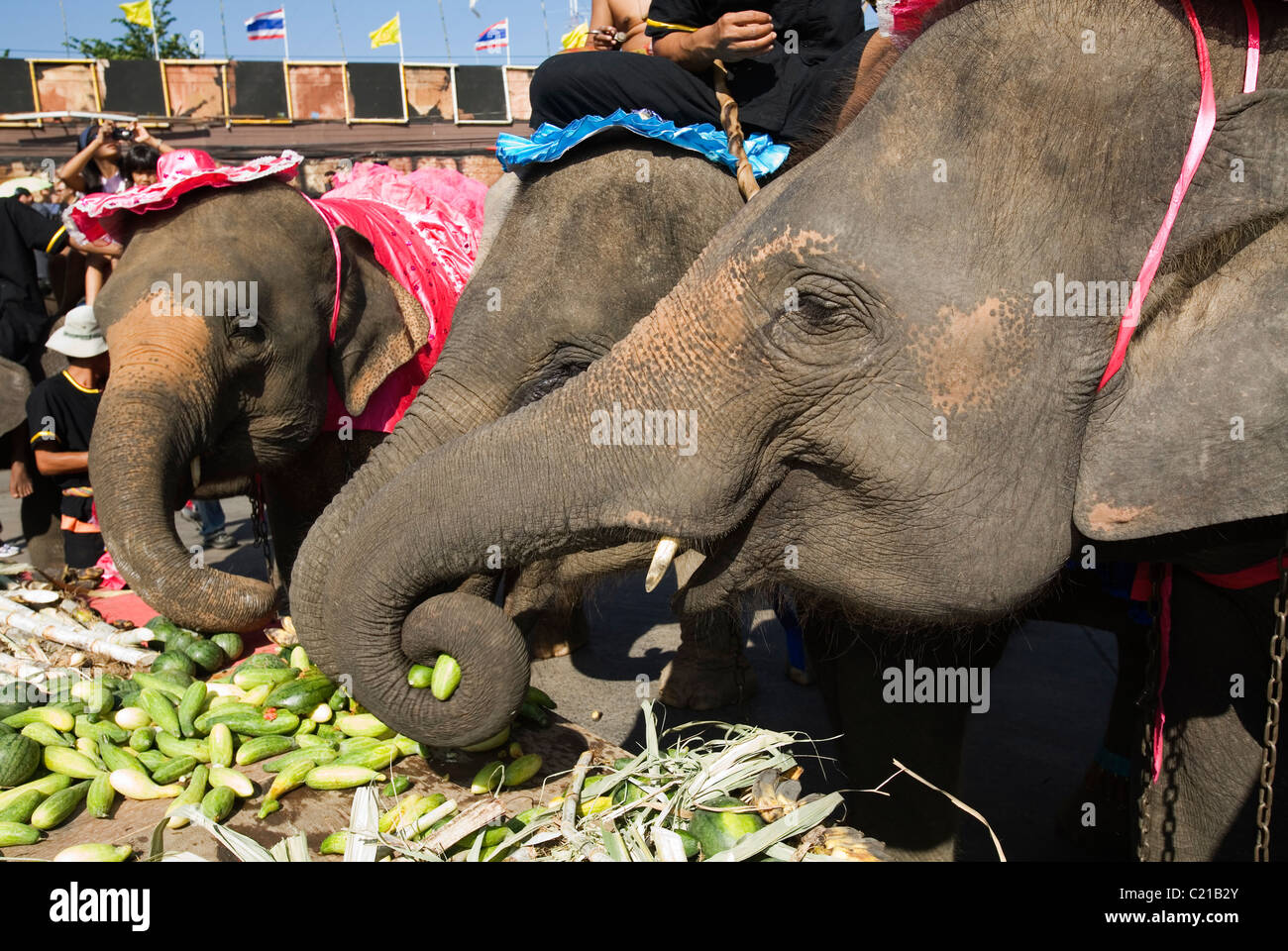 Fête des éléphants un éléphant au buffet à l'assemblée annuelle de l'Elephant festival Roundup. Surin Surin, Thaïlande Banque D'Images