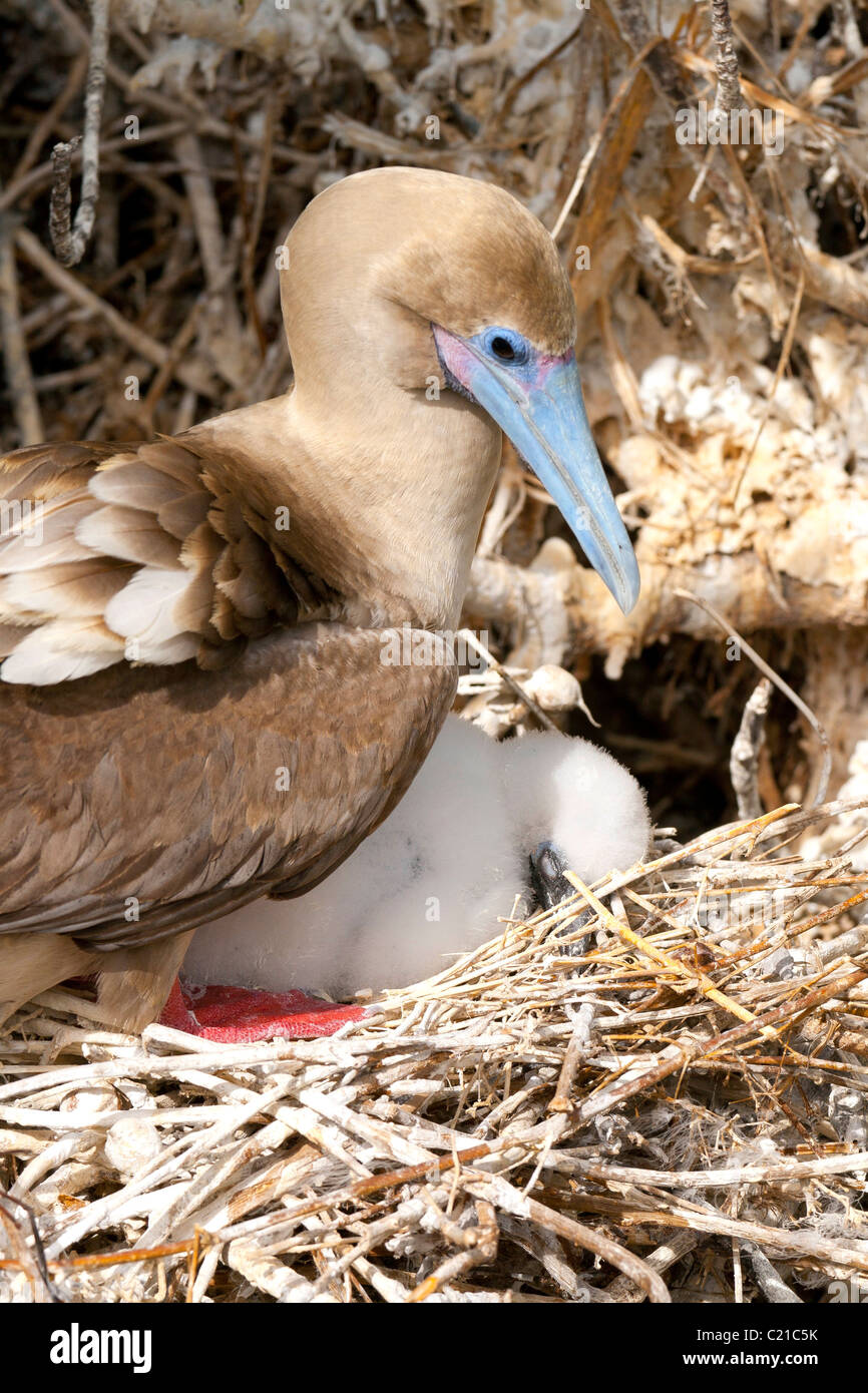 Fou à pieds rouges avec chick sur Genovesa (Tower) île aux Galapagos, Equateur Banque D'Images