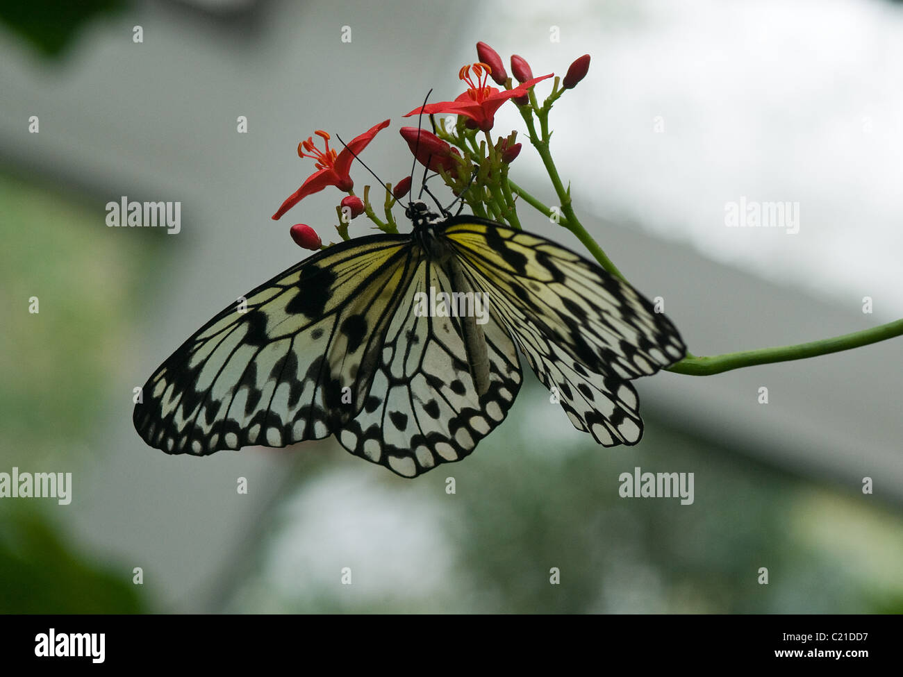Noir & blanc papillon sur fleur rouge, Ohio USA Banque D'Images
