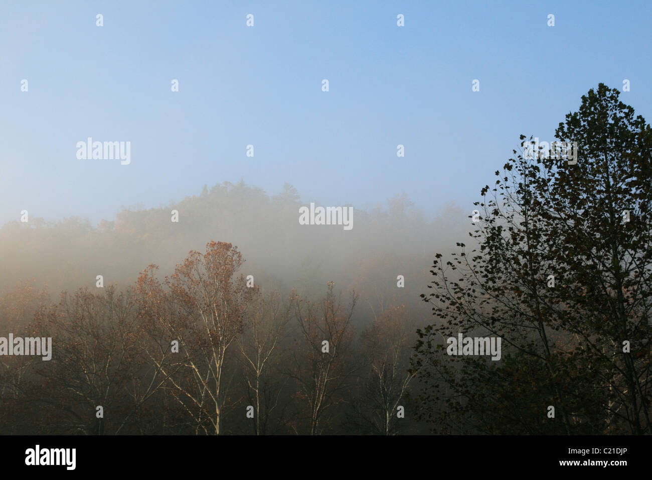 Image de la cime des arbres dans une forêt de brouillard le matin à l'automne avec différents horizon lines Banque D'Images