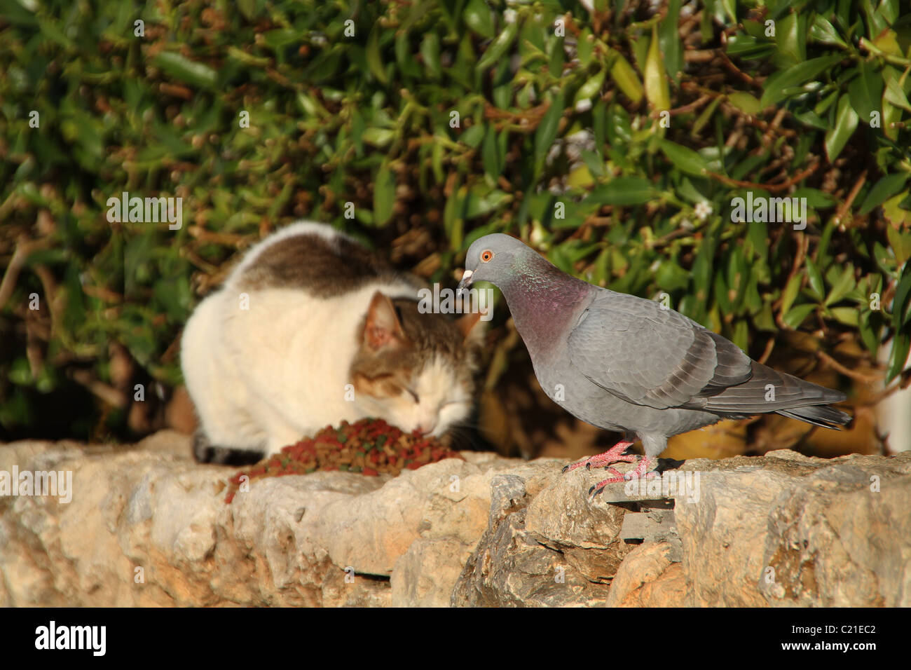 Chat sauvage semi manger près de pigeon. Banque D'Images