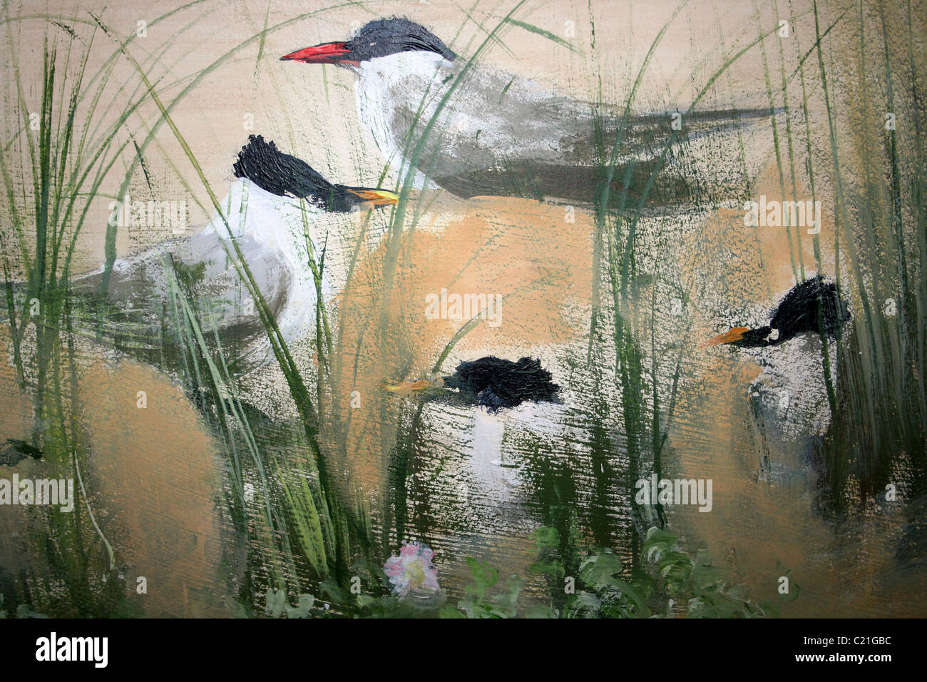 Commune de peinture et les sternes nichant dans les dunes de Sandwich au centre de découverte d'Ainsdale Sefton, littoral, UK Banque D'Images