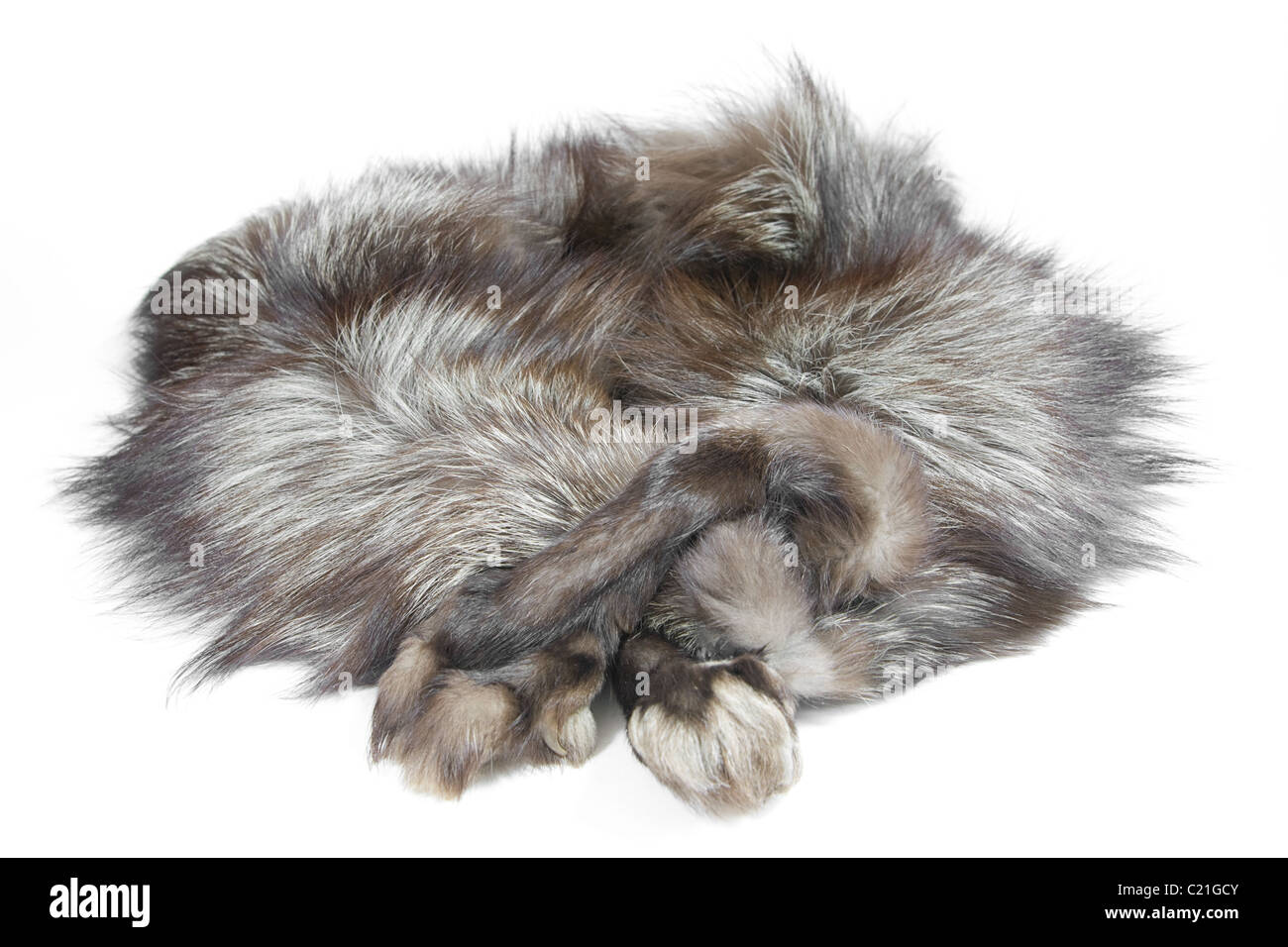 Le col de fourrure de renard argenté avec paws Protection de la faune Banque D'Images