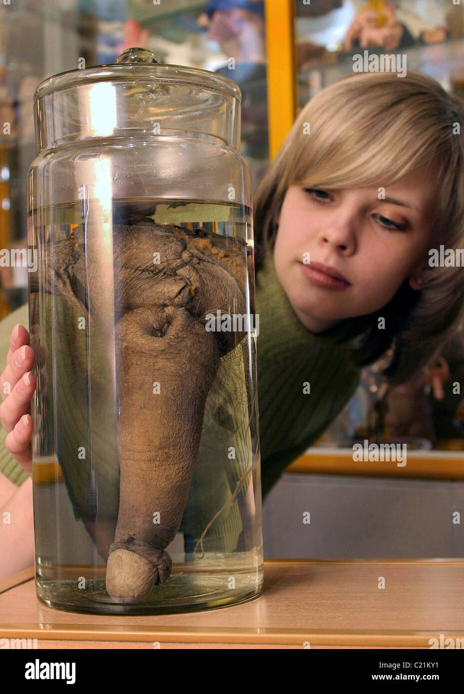 Le pénis à montrer des Russes d'une collection de musée expositions  loufoques du premier sexe et l'érotisme musée, dans la ville de St Photo  Stock - Alamy