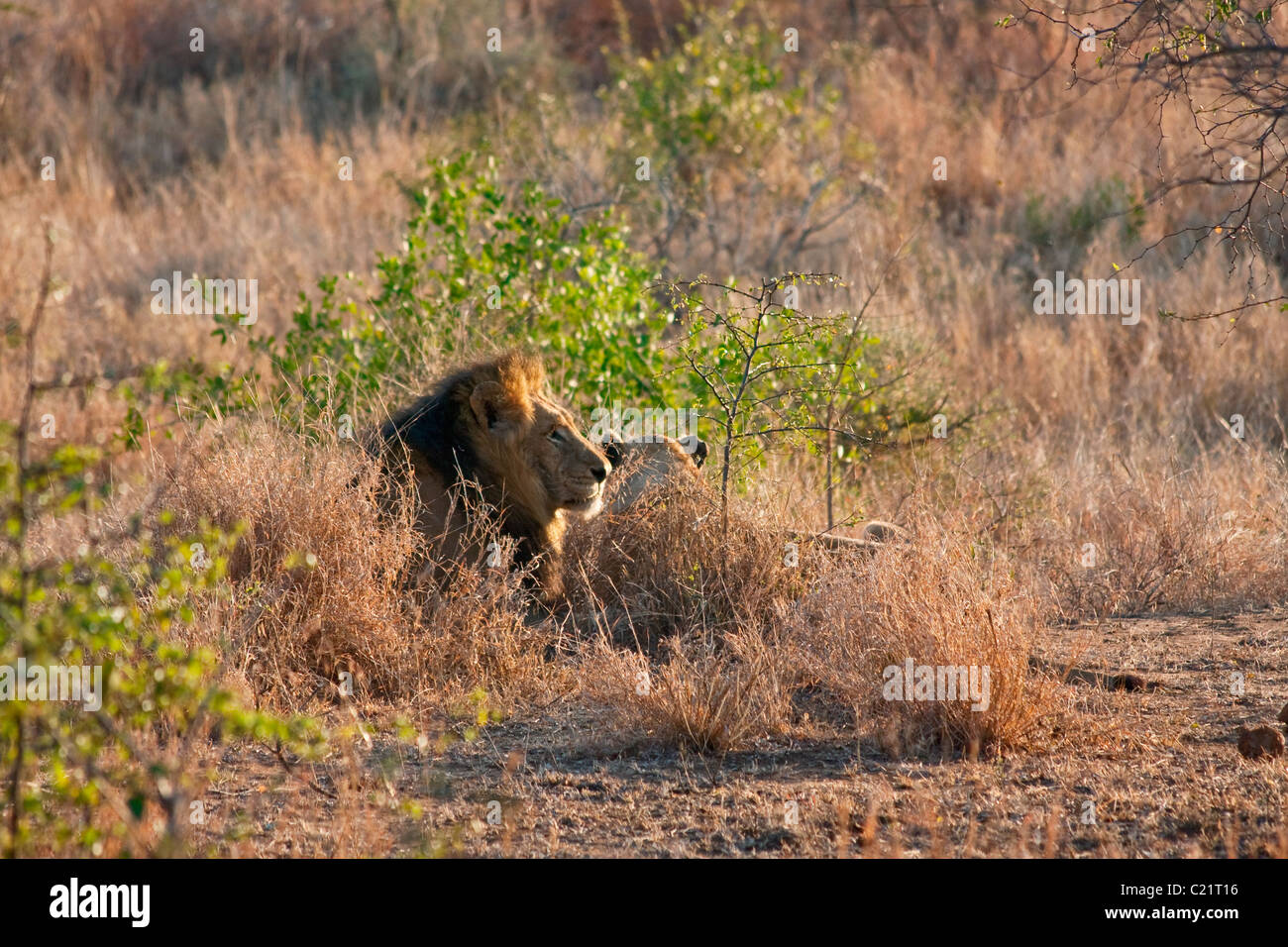Homme et Femme Lion et lionne en pèlerin lever tôt le matin. Panthera leo, Kruger National Park