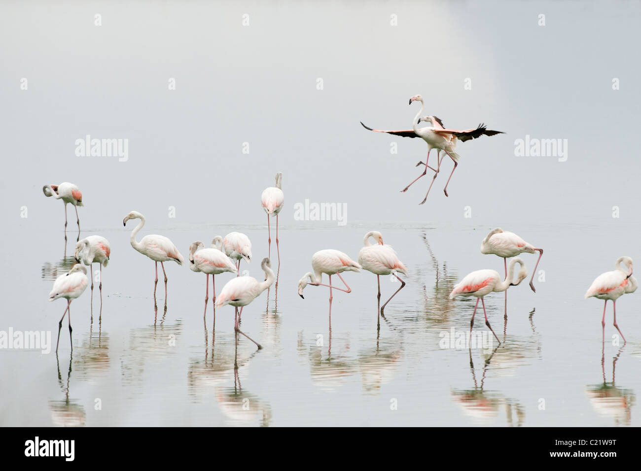 Flamant rose Phoenicopterus ruber à Strandfontein d'égouts, la meilleure place d'observation à Cape Town Afrique du Sud Banque D'Images