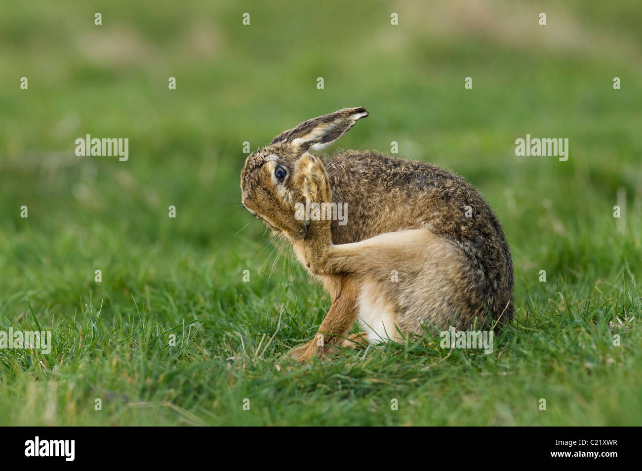 Lièvre brun (Lepus europaeus) marais d'Elmley réserve RSPB, Kent, UK Banque D'Images