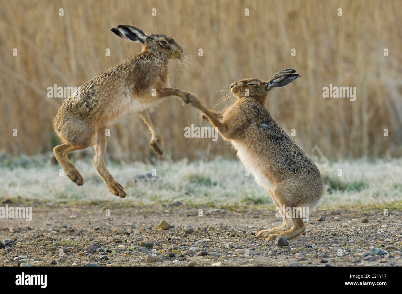 Lièvre brun (Lepus europaeus) marais d'Elmley réserve RSPB, Kent, UK Banque D'Images