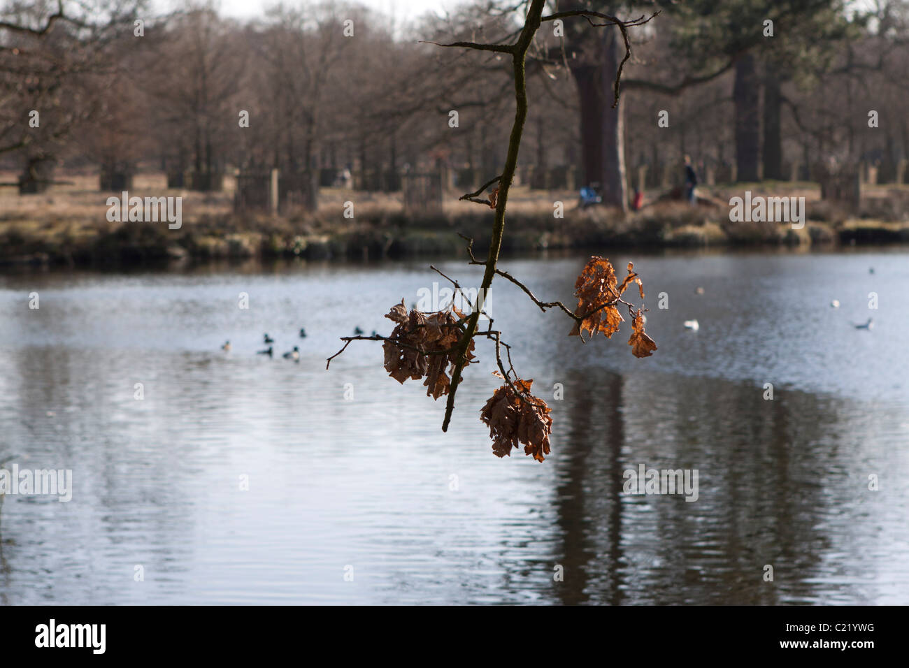 Les feuilles flétrissent à Dunham Massey dans Cheshire, Angleterre. Banque D'Images