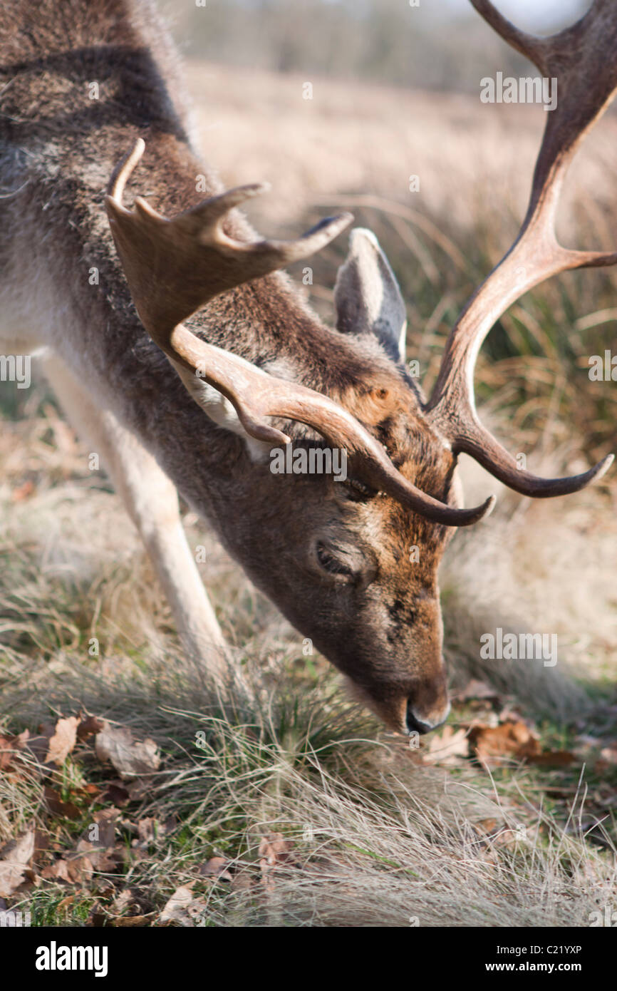 Deer à Dunham Massey dans Cheshire, Angleterre. © StockPix.eu Banque D'Images