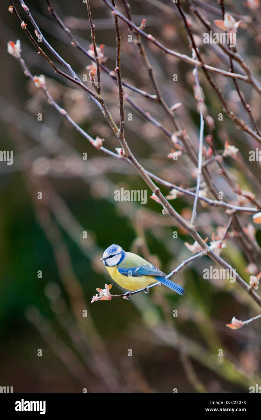 Bluetit assis dans un arbre qui jaillit pour changement de saison Banque D'Images