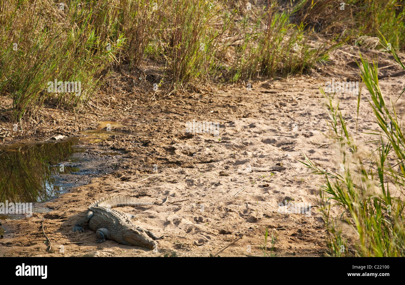 Crocodylus niloticus, le crocodile du Nil se prélassent au soleil sur les rives de la rivière Banque D'Images
