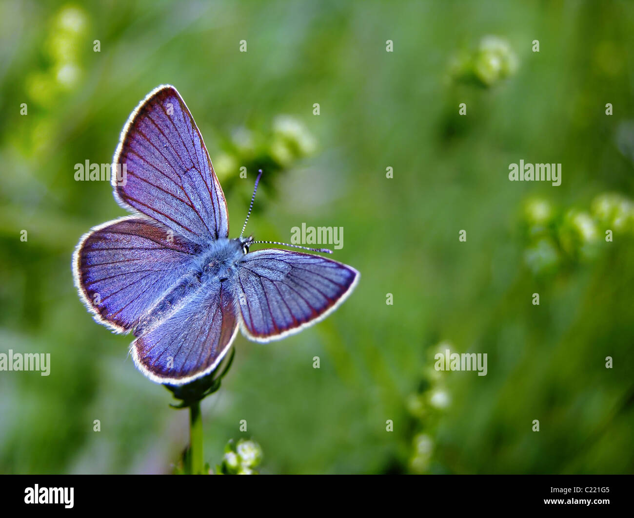 Papillon Bleu commun sur spring meadow Banque D'Images