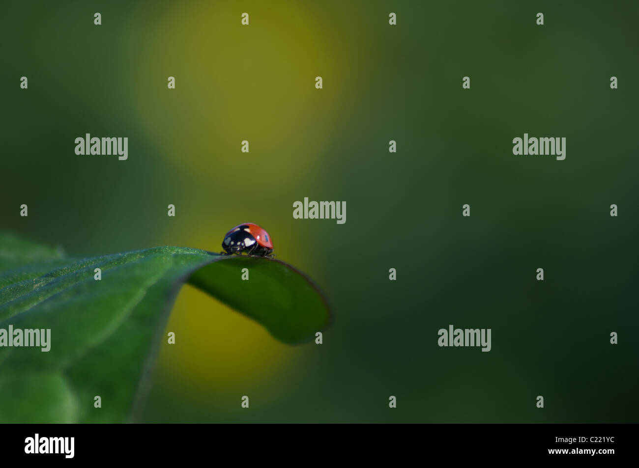 Lady Bird on leaf Banque D'Images