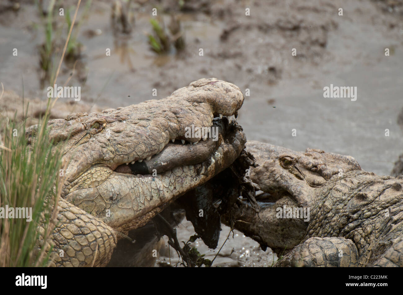 Le crocodile du Nil (Crocodilus niloticus), Masai Mara, Kenya. Banque D'Images