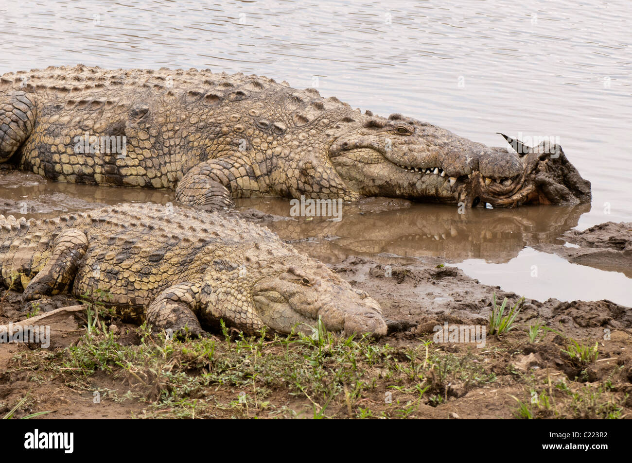 Le crocodile du Nil (Crocodilus niloticus), Masai Mara, Kenya. Banque D'Images