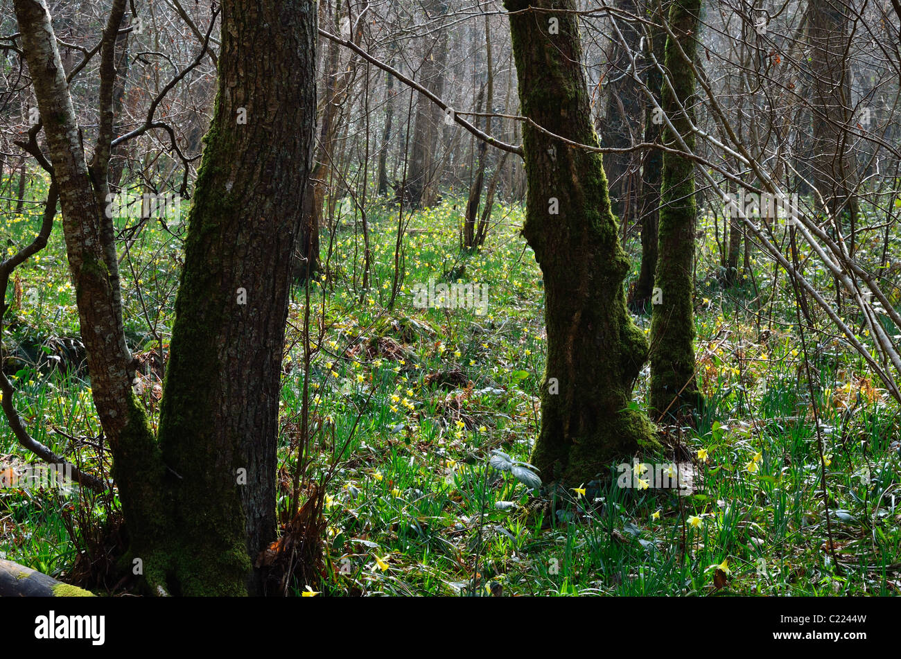Les jonquilles sauvages dans une clairière à Dunsford Wood, le Devon Wildlife Trust Réserver Banque D'Images