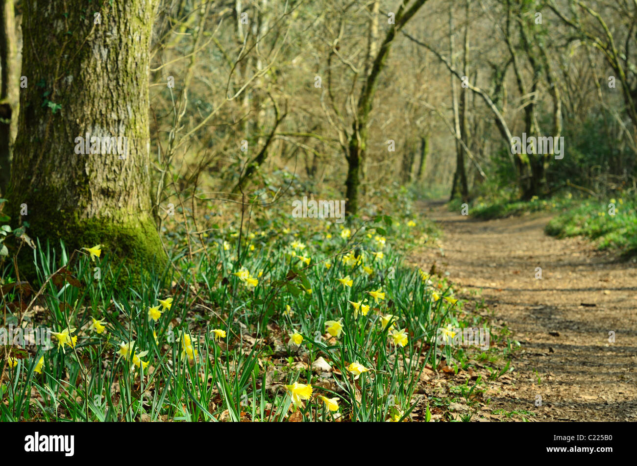 Chemin à travers les jonquilles sauvages à Dunsford Wood, le Devon Wildlife Trust Réserver Banque D'Images