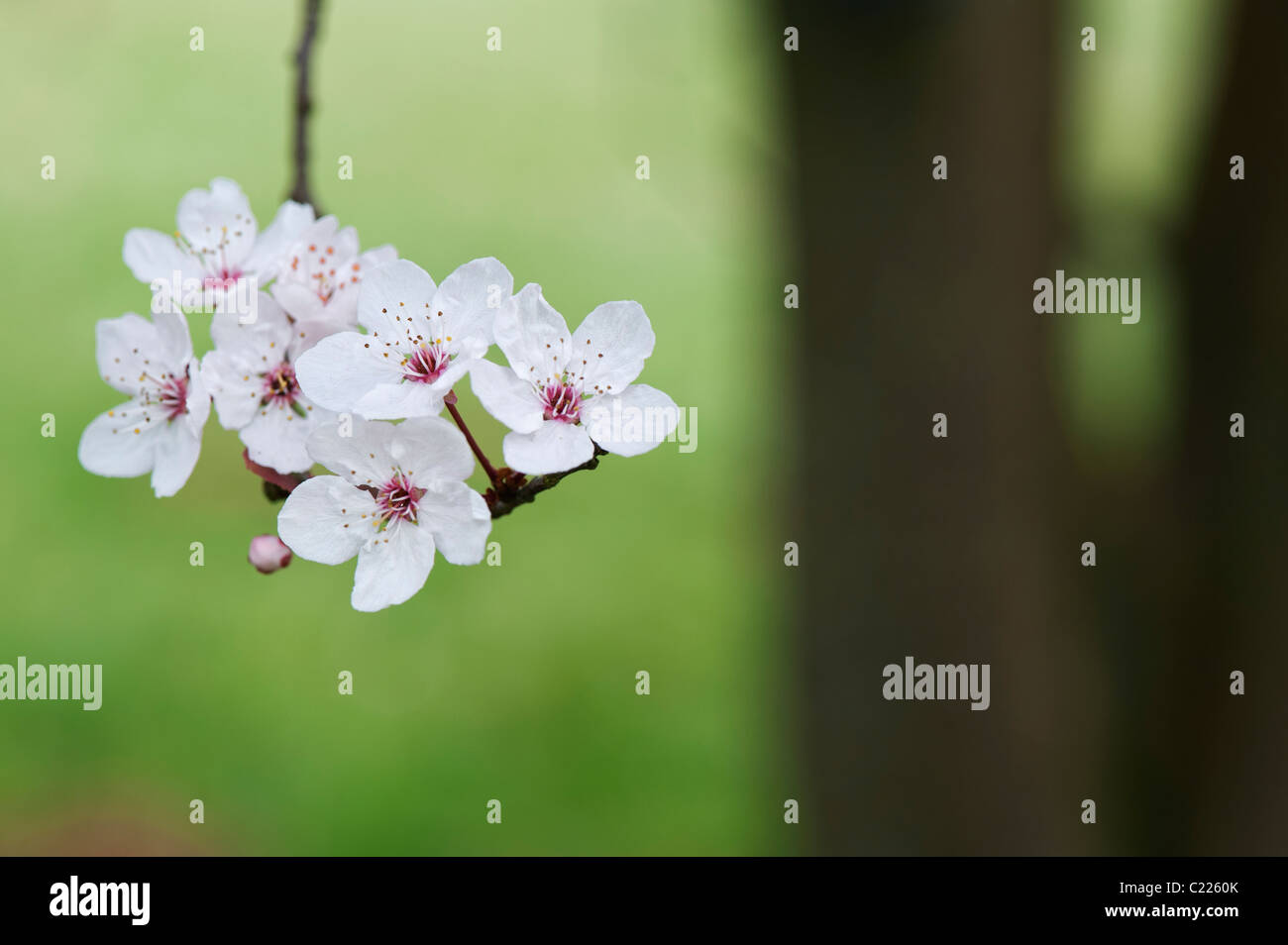 Prunus cerasifera 'Purple flash'. Cherry Plum. Cherry Blossom tree Banque D'Images