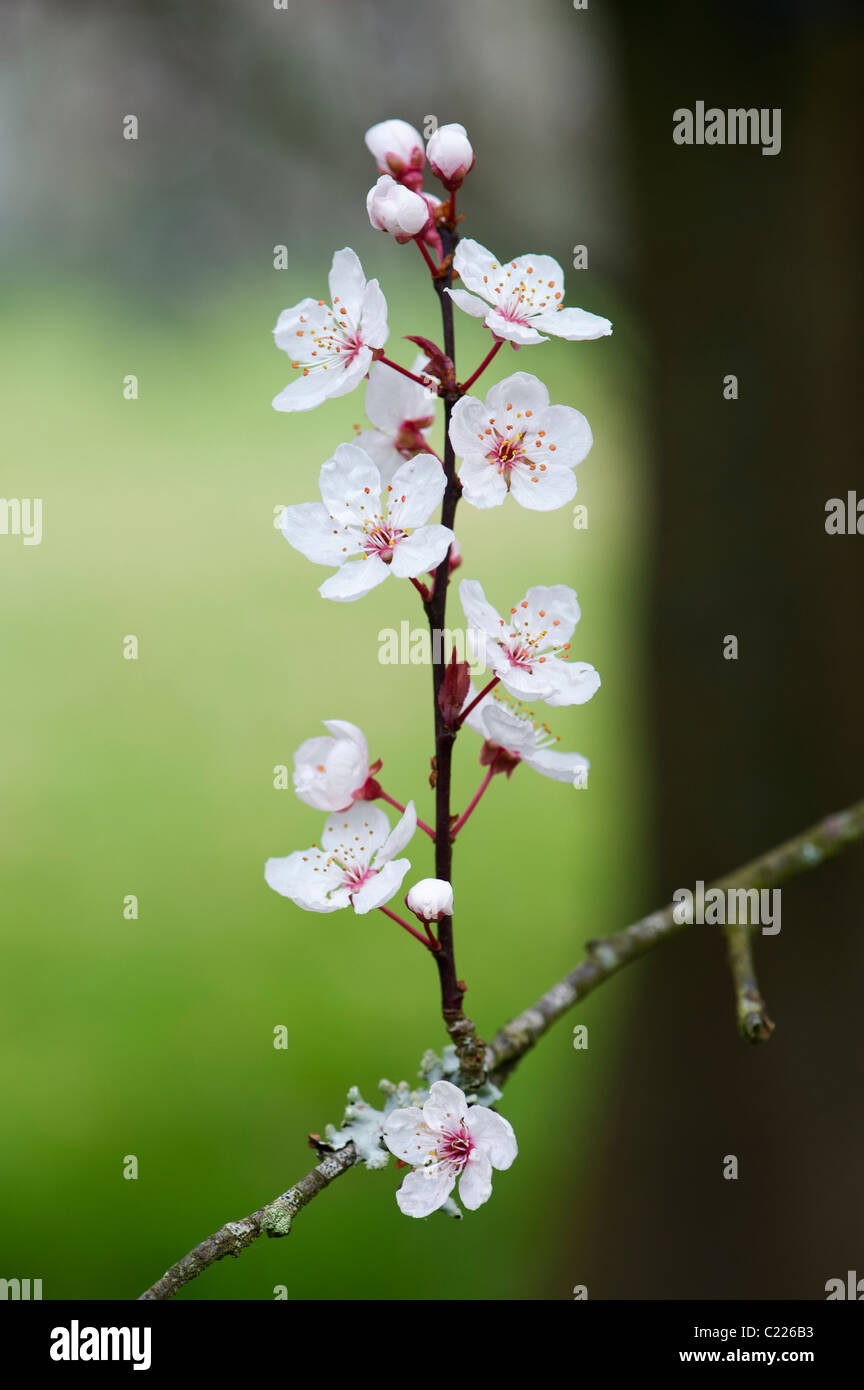 Prunus cerasifera 'Purple flash'. Cherry Plum. Cherry Blossom tree Banque D'Images
