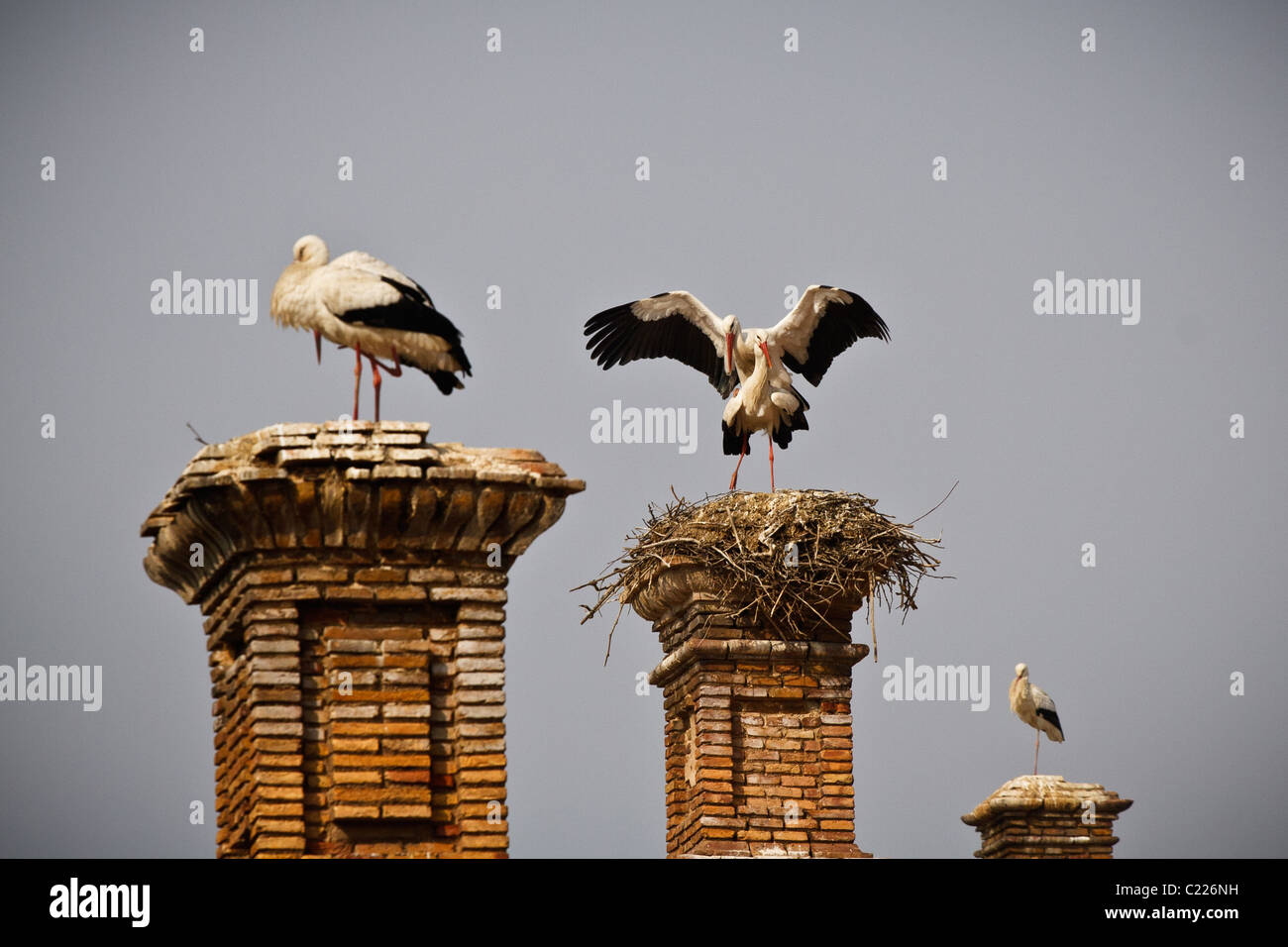 Les cigognes blanches, Alfaro, La Rioja, Espagne, España Banque D'Images