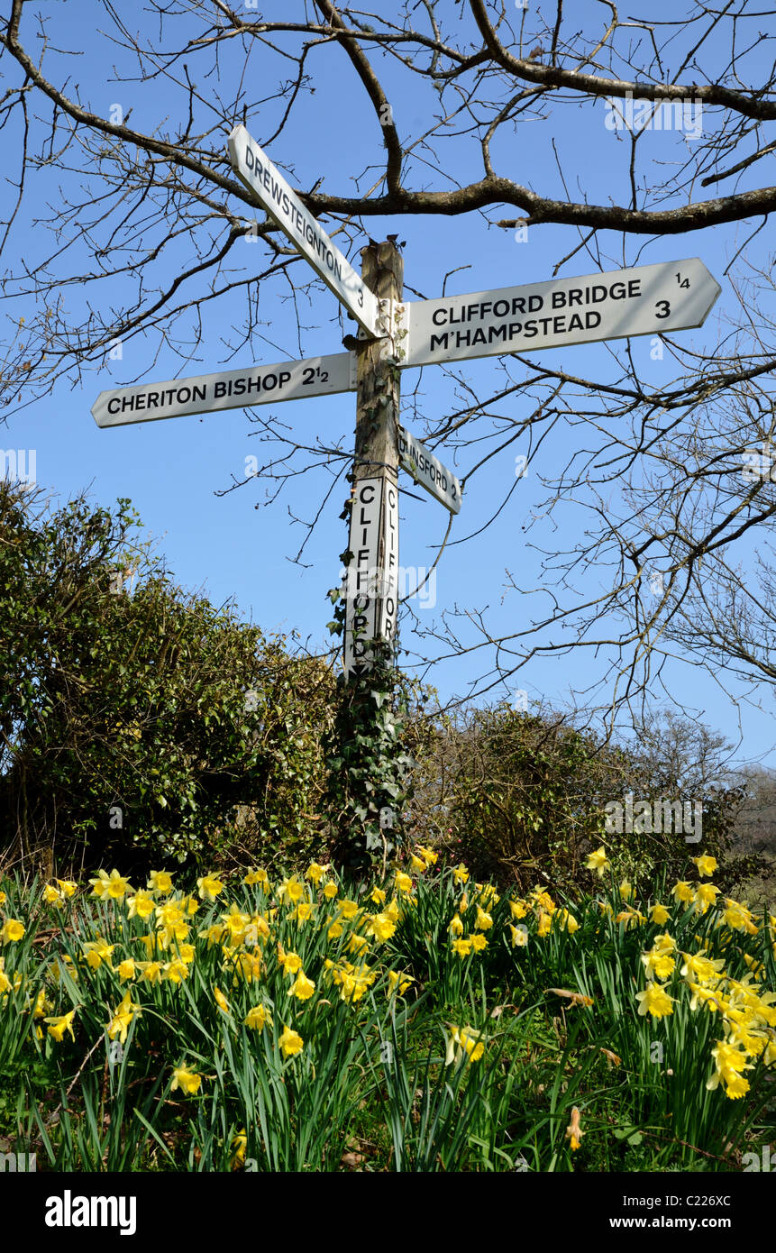 Panneau routier et des jonquilles à Clifford Cross près de Dunsford, Devon, UK Banque D'Images