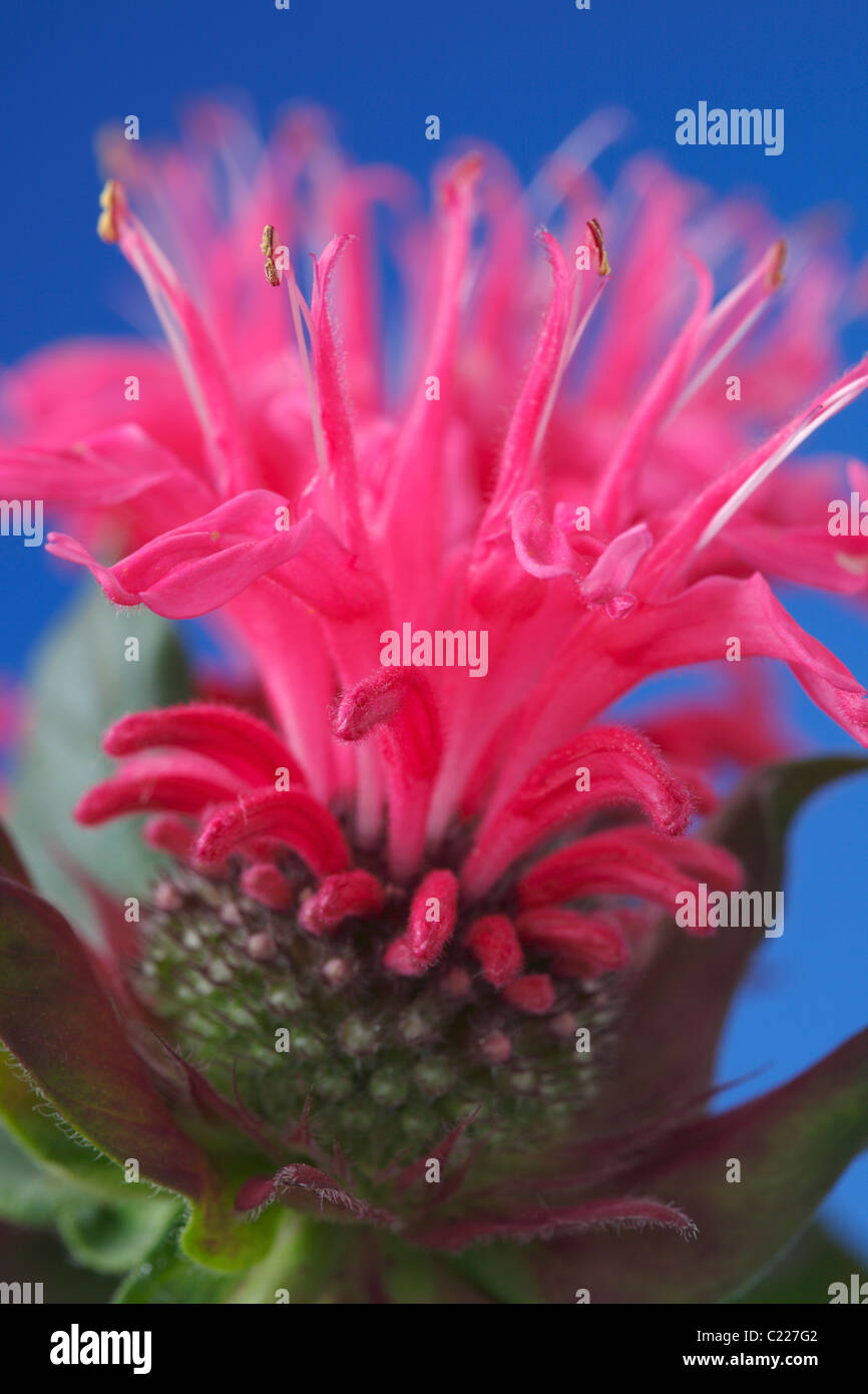 Monarda didyma 'rose' Juillet Bergamote Banque D'Images