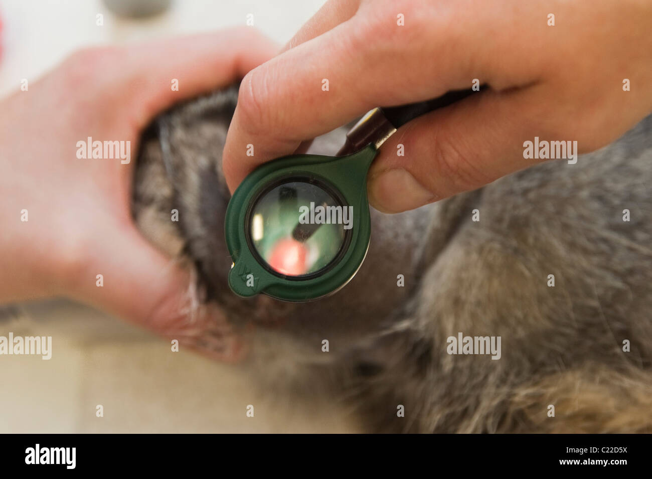 Le chat de Pallas (Otocolobus manul). Dans les installations vétérinaires à Port Lympne Wild Animal Park, Kent, UK. Banque D'Images