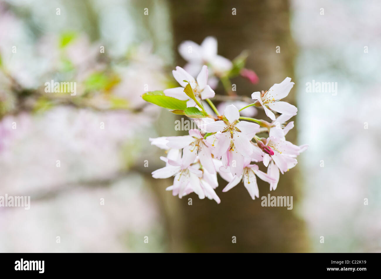 Prunus x subhirtella 'tellata'. Prunus 'Pink Star' . Cherry Blossom tree Banque D'Images