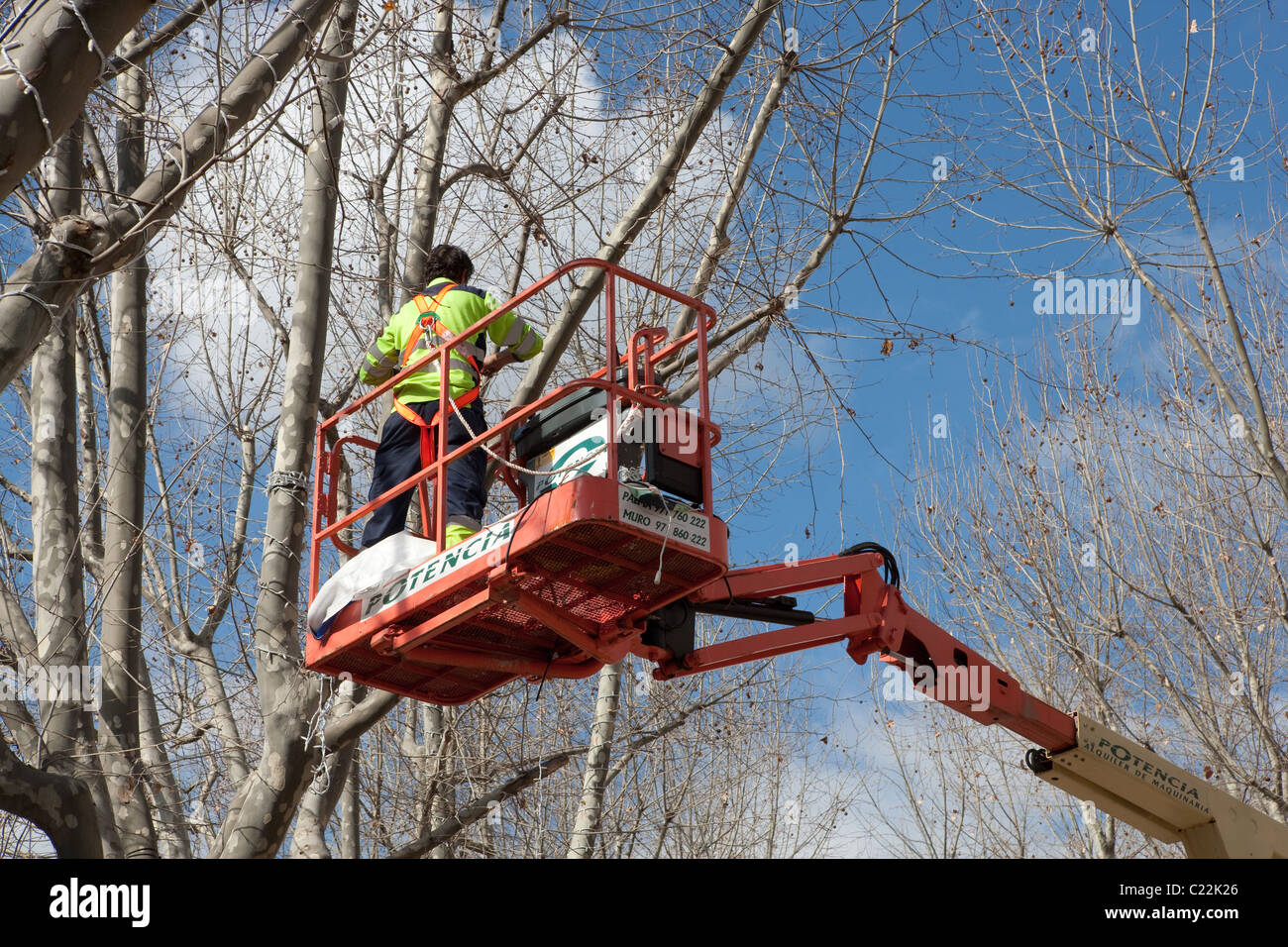 L'élagage des branches des arbres travailleur personne sur la plate-forme Ascenseur ascenseur en hiver Palma de Majorque Espagne Baléares Majorque Banque D'Images