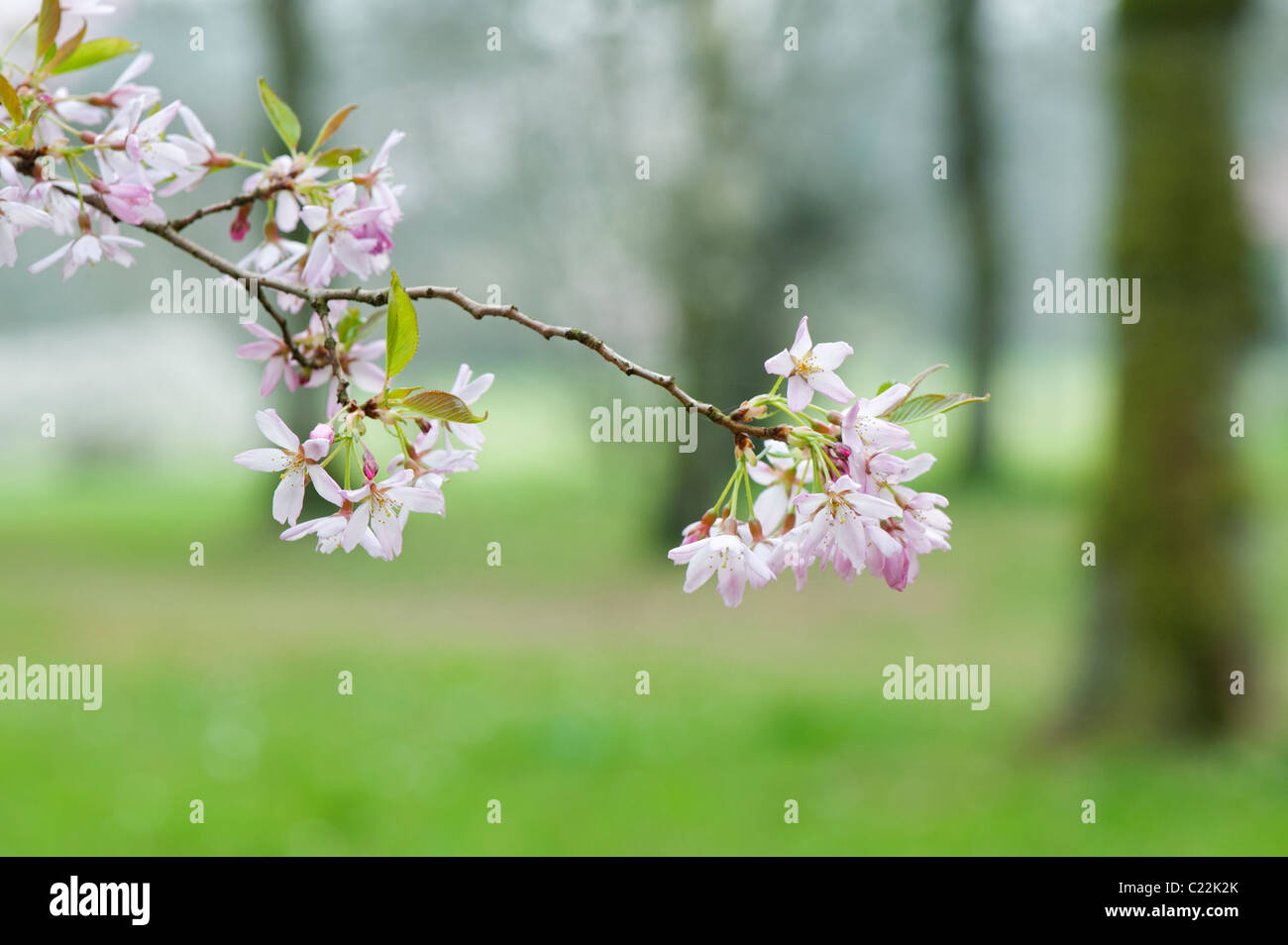 Prunus x subhirtella 'tellata'. Prunus 'Pink Star' . Cherry Blossom tree Banque D'Images