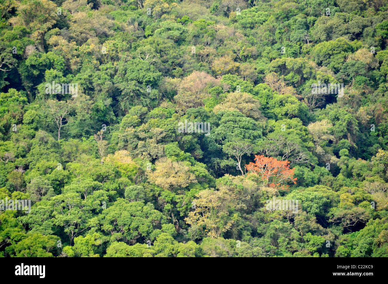 Autour de la forêt, Guartela Guartela Canyon State Park, l'État de Parana, Brésil Banque D'Images